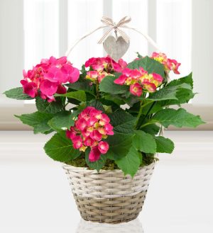Prestige Flowers Basket of Hydrangeas - Free Chocs