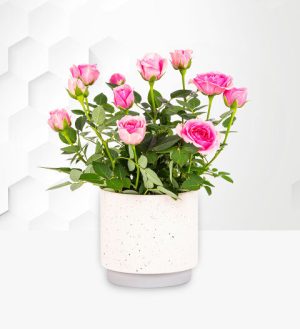 Prestige Flowers Classic Rose Plant