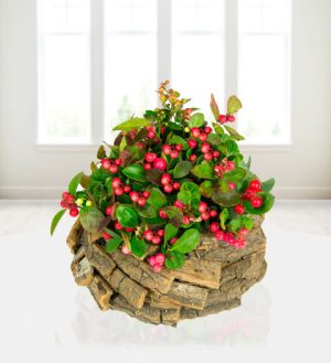 Prestige Flowers Rustic Red Berry Display - Free Chocs