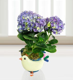 Prestige Flowers Country Hydrangea - Free Chocs