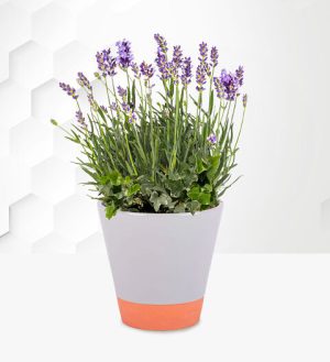 Prestige Flowers Lavender Planter