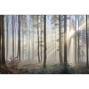 Alpen Home Whitehead Textured Photographic Mural gray/black 300cm H x 450cm W