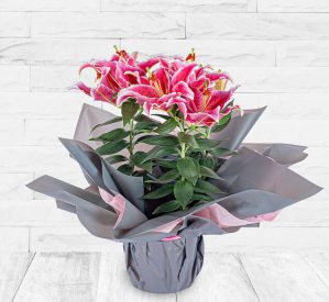 123 Flowers Luxury Lily Plant