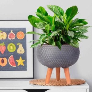 HORTICO Concrete Effect Bowl Planter on Hardwood Legs, Round Indoor Plant Pot Stand for Indoor Plants, Shallow Planter with Honeycomb Pattern gray 29.0 H x 36.5 W x 36.5 D cm