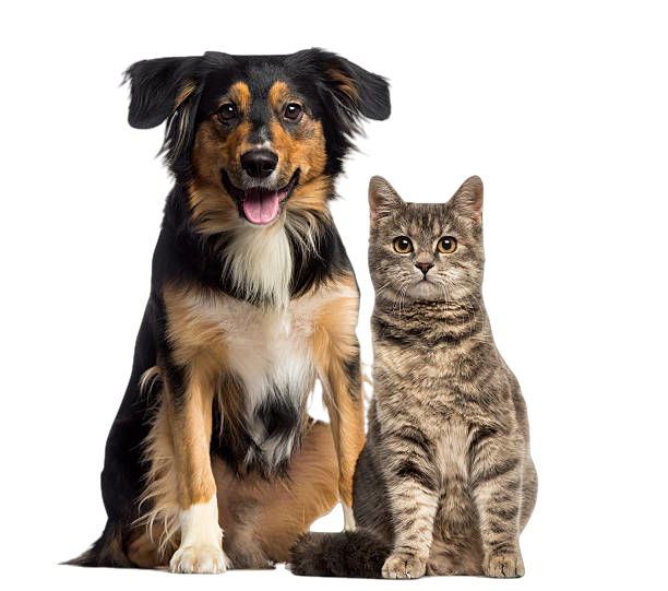 Pet Insurance Comparison